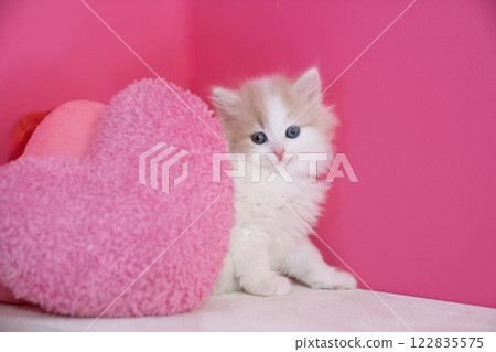 Pink back and Scottish fold kitten 122835575