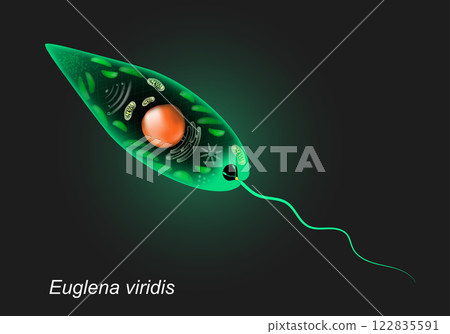 Euglena viridis. Unicellular organism on dark background. Euglena viridis. Unicellular organism on dark background. 122835591