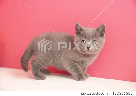 Pink back and chartreux kittens Pink back and chartreux kittens 122835592