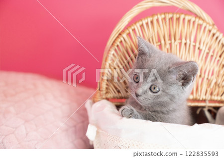 Pink bag and Chartreux kitten in a basket Pink bag and Chartreux kitten in a basket 122835593