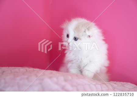 Pink back and Scottish fold kitten 122835710