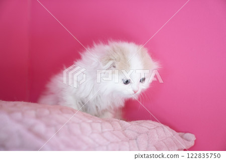 Pink back and Scottish fold kitten 122835750