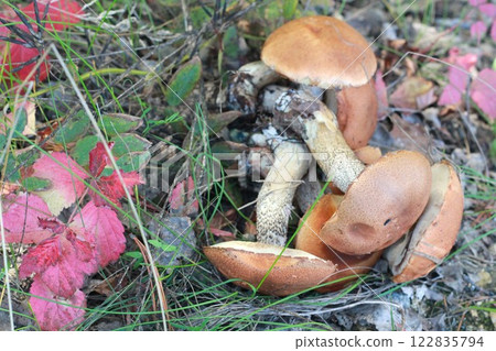 Bunch of wild mushrooms collected in the forest. Bunch of wild mushrooms collected in the forest. 122835794