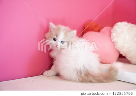 Pink back and Scottish fold kitten 122835796