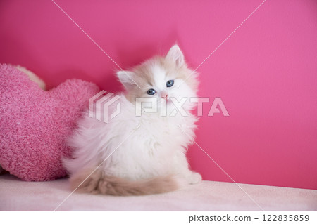 Pink back and heart and Scottish fold kitten Pink back and heart and Scottish fold kitten 122835859
