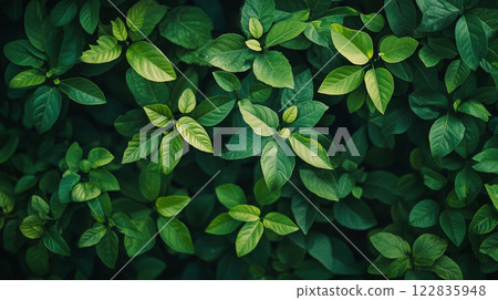 Lush green plant with many leaves. The leaves are green and the plant is full of life 122835948