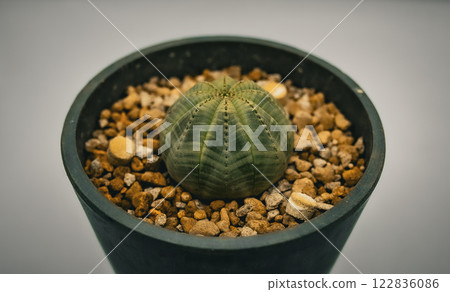 Close-up of Euphorbia obesa 122836086