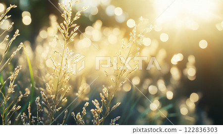 Field of grass with the sun shining on it. The sun is casting a warm glow on the grass, making it look golden and inviting. The scene is peaceful and serene, with the sun providing a sense of warmth 122836303