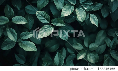Close up of green leaves with a mood of serenity and calmness. The leaves are arranged in a way that creates a sense of harmony and balance 122836366