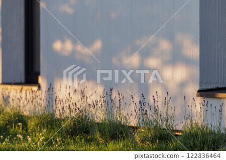Levander (Lavandula angustifolia) blooming flower at sunset. Home garden composition ideas. Selective focus, beautiful bokeh. Levander (Lavandula angustifolia) blooming flower at sunset. Home garden composition ideas. Selective focus, beautiful bokeh. 122836464
