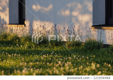 Levander (Lavandula angustifolia) blooming flower at sunset. Home garden composition ideas. Selective focus, beautiful bokeh. 122836468