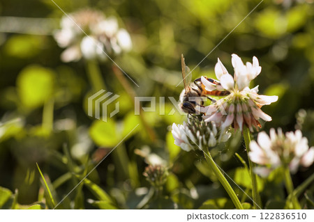 Honey bee collecting nectar on clover blossom. Pollination. Environmental concept, saving the bees concept Honey bee collecting nectar on clover blossom. Pollination. Environmental concept, saving the bees concept 122836510