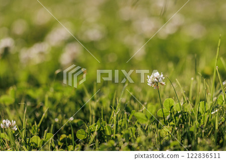 Blooming white clover flowers on the lawn in the garden. Blooming ecology nature landscape. White clover flowers among the grass. Landscape design concept. Saving wildlife concept. Blooming white clover flowers on the lawn in the garden. Blooming ecology nature landscape. White clover flowers among the grass. Landscape design concept. Saving wildlife concept. 122836511