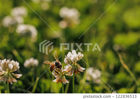 Honey bee collecting nectar on clover blossom. Pollination. Environmental concept, saving the bees concept 122836513