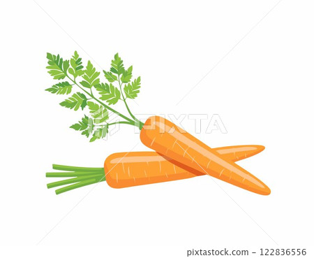 Vector of Fresh carrot isolated on white background healthy close up. 122836556