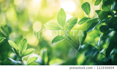 Leafy green bush with a bright sun shining on it. The leaves are wet and the sunlight is creating a beautiful, serene atmosphere 122836604
