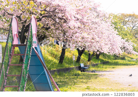 cherry blossom, cherry tree, spring 122836803