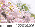 cherry blossom, cherry tree, spring 122836806