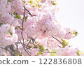 bloom, blossom, blossoms 122836808