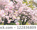 cherry blossom, cherry tree, spring 122836809