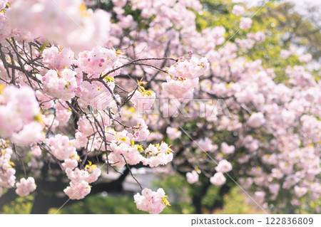 cherry blossom, cherry tree, spring 122836809