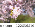 cherry blossom, cherry tree, spring 122836810