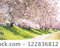 cherry blossom, cherry tree, spring 122836812
