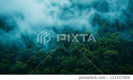 Forest with a thick fog covering the trees. The trees are green and the sky is blue 122837008
