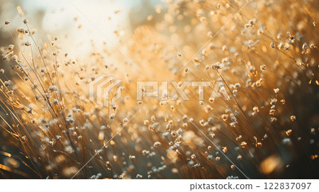 Field of yellow flowers with a bright sun shining on them. The flowers are scattered throughout the field, with some closer to the foreground and others further back Field of yellow flowers with a bright sun shining on them. The flowers are scattered throughout the field, with some closer to the foreground and others further back 122837097
