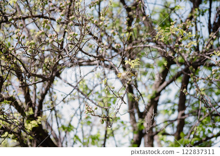 tree, wood, branch 122837311