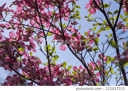 bloom, blossom, blossoms 122837313