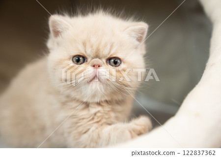 Exotic shorthair kitten looking at camera 122837362