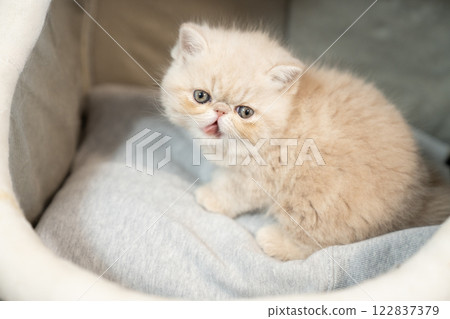 Exotic shorthair kitten looking at camera Exotic shorthair kitten looking at camera 122837379