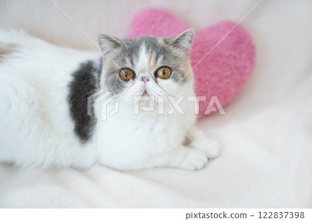 白色背景，粉紅色的心和異國短毛貓的胸圍 122837398