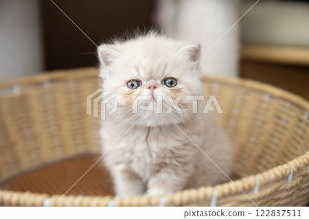 Exotic short-haired kitten in a basket 122837511