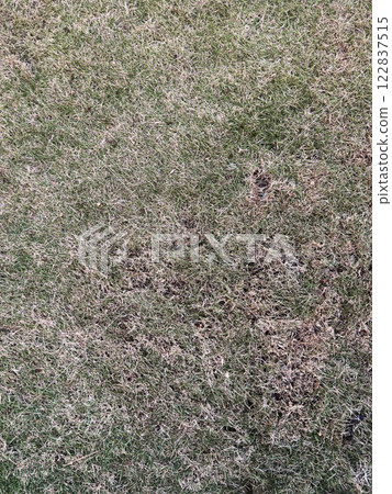 Dry grass lawn background 122837515