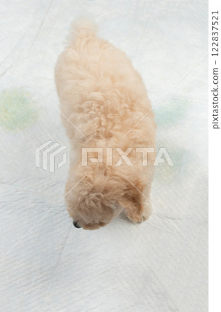 White mat carpet with pee 122837521