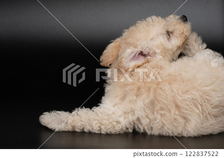 Scratching fur poodle puppy 122837522