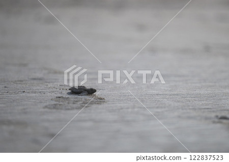 Little baby turtle crawl on beach 122837523