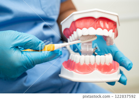 Doctor clean teeth denture with toothbrush for teach patient and dentist studying about dentistry. Doctor clean teeth denture with toothbrush for teach patient and dentist studying about dentistry. 122837592
