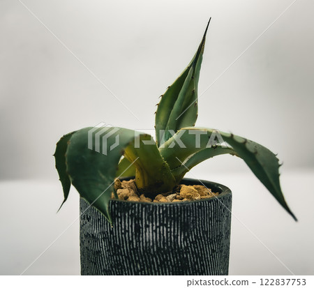 龍舌蘭帕里 龍舌蘭帕里 122837753