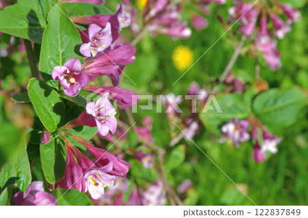 Weigela coraeensis - a shrub that blooms with pink flowers Weigela coraeensis - a shrub that blooms with pink flowers 122837849