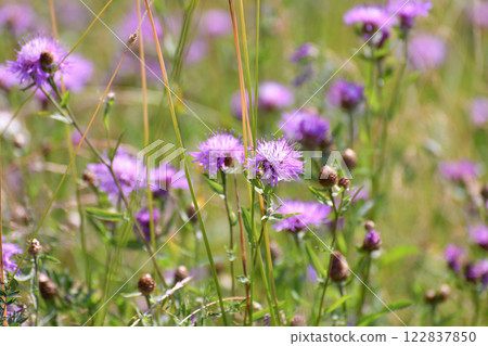 Fragment of a wild meadow with blooming cornflower Fragment of a wild meadow with blooming cornflower 122837850
