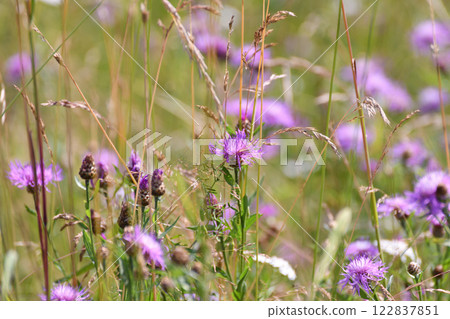 Fragment of a wild meadow with blooming cornflower Fragment of a wild meadow with blooming cornflower 122837851