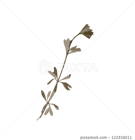 Rough edges brown dried floral sinlouette Rough edges brown dried floral sinlouette 122838011