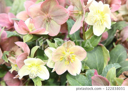 聖誕節玫瑰 122838031