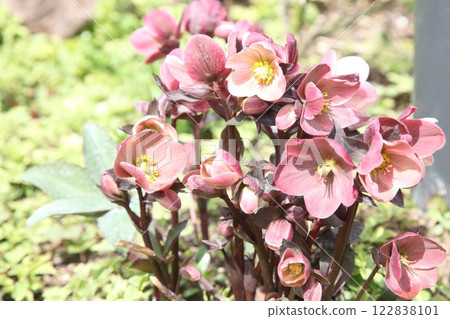 Christmas rose 122838101