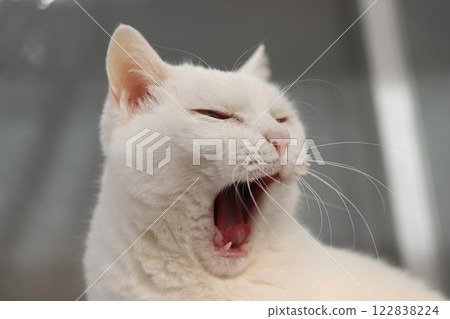 Yawning cat 122838224