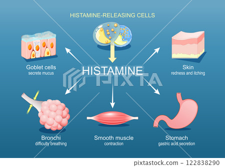Histamine. Immune response and Allergic reaction Histamine. Immune response and Allergic reaction 122838290
