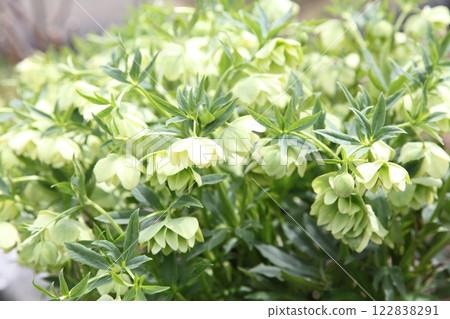 Christmas rose Christmas rose 122838291